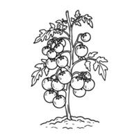 Botanical drawing of tomato plant with detailed fruit and leaves vector