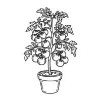 Illustration of a potted tomato plant with multiple ripe tomatoes vector