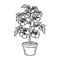 Hand-drawn potted tomato plant line art with lush leaves and ripe tomatoes vector