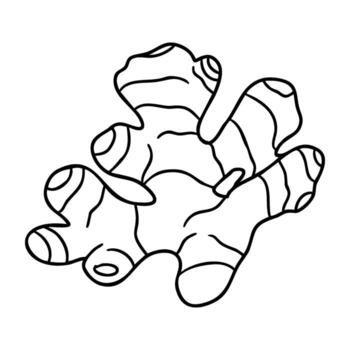 Black and white outline of a ginger root with simple line art style vector