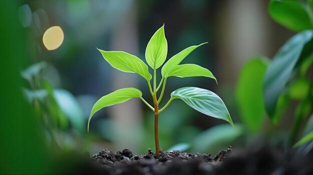 A young sprout emerging from soil photo