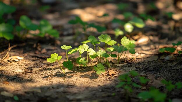 Sunlight on small plants in the forest floor photo