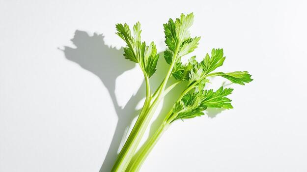 Fresh celery stalks against a bright white background photo
