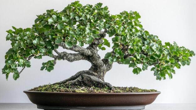 Close-up of a bonsai tree photo