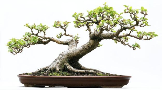 Bonsai tree in a shallow pot photo