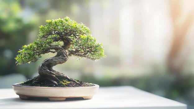 Bonsai tree in pot, soft focus photo
