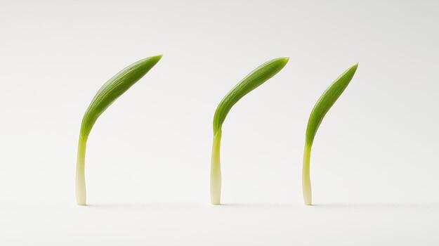 Three young sprouts against a plain background photo