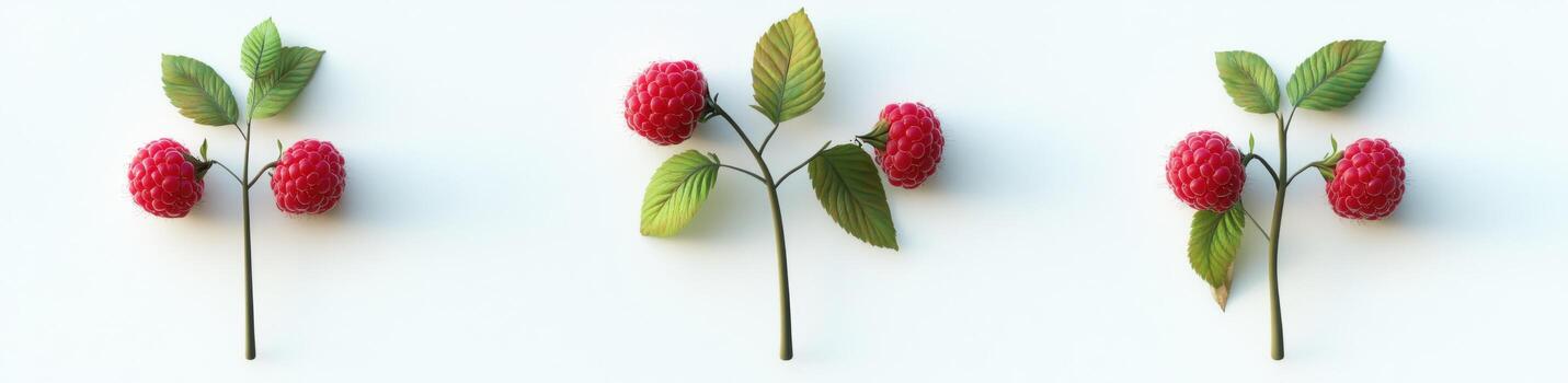 Raspberry sprigs on white background photo