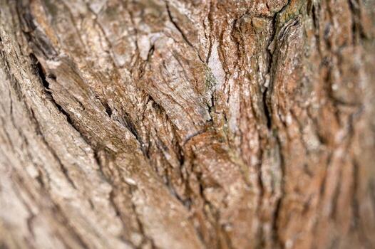 tree bark texture. The bark of pine. Can be used as background. blurring around the edges. High quality photo