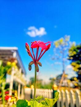 A red flower is in front of a white fence photo