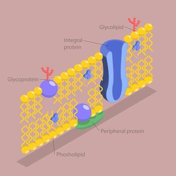 3d isométrica plano ilustración de estructura de plasma membrana, anatómico estructura según a el fluido mosaico modelo vector