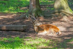 A calm deer with growing antlers lies on the ground in the shade of tall trees in a forest park. photo