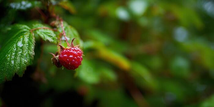 A close-up shot of a ripe red raspberry, water droplets on its surface, in a verdant green environment. photo
