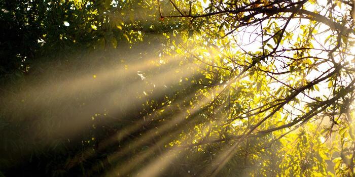 Sunlight illuminates the forest canopy, casting dramatic shadows and light. photo