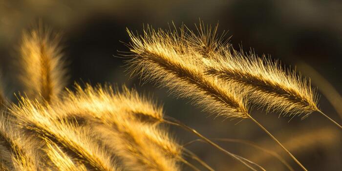 Golden grass illuminated by sunlight, creating a warm and serene natural scene. photo