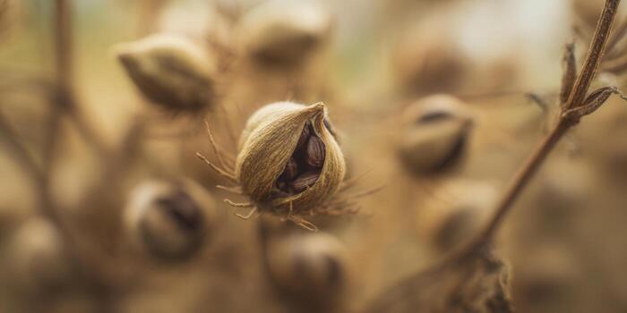 Intimate view of a dried seed pod revealing its intricate structure and natural beauty. photo