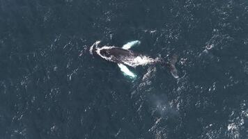 ett antenn se fångar en val ytbildande och skapande stänk i klar blå hav vattnen, med porlande vågor highlighting dess rörelse under de yta. video