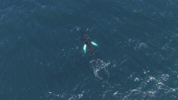 antenn perspektiv av två valar glidande i de hav, med ett framträdande synlig och skapande krusningar som de flytta genom de vatten. video