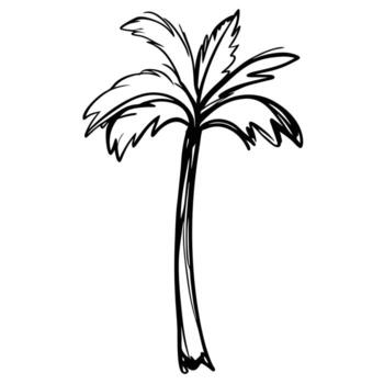 Sketch of a palm tree isolated on white background vector