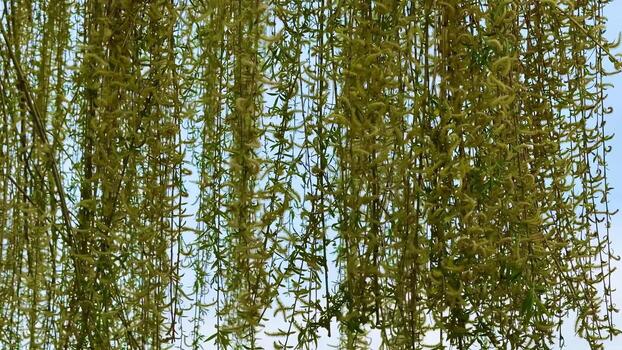 Graceful and Enchanting Weeping Willow Branches Adorned with Swaying Hanging Catkins photo