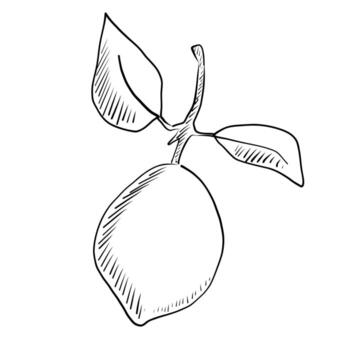limón colgando desde rama con hojas en sencillo línea dibujo estilo adecuado para botánico ilustración vector