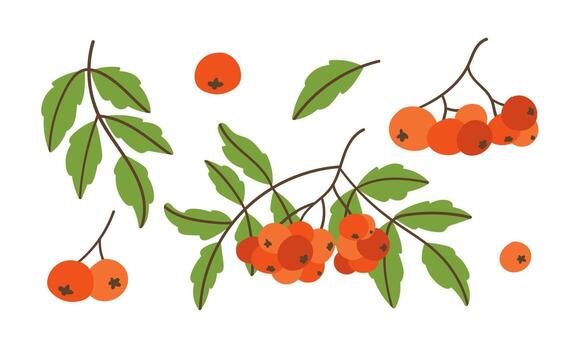 set of rowan branches with bright red berries in a flat style vector