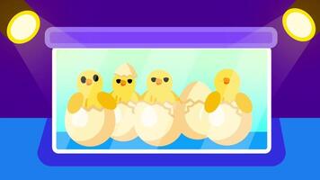 Multiple eggs inside an incubator with chicks hatching under lights represent artificial hatching, poultry farming, and controlled animal environments video