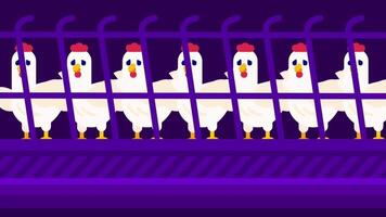 Hens are shown on a conveyor belt in a factory setting, illustrating the automated egg production and processing system in industrial farms video