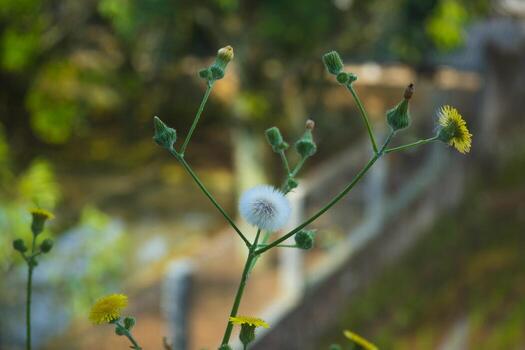 Fluffy white dandelion seed head in sharp focus with a soft blurred background. Highlights the delicate structure and natural beauty, ideal for botanical and nature themes. photo