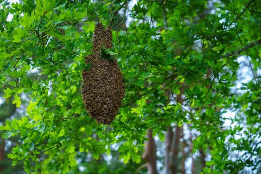 Observe a honeybee swarm on a tree branch in spring, highlighting their social behavior and essential role in nature. A captivating display of wildlife beauty and harmony. photo