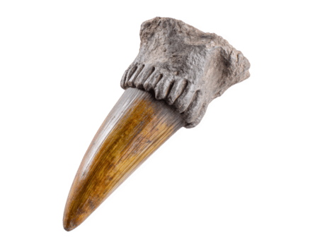 antico fossile di preistorico mammut dente, in mostra suo unico struttura e struttura. Questo notevole campione punti salienti affascinante storia di antico natura e Evoluzione png