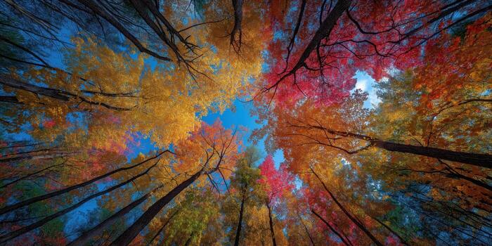 panoramic view of an autumn forest with vibrant red, yellow, and orange leaves seen from below photo