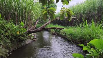 un' fiume fluente nel il mezzo di un' zucchero canna campo con un' Visualizza di caduto alberi al di sopra di il fiume video