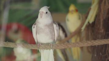 pássaros empoleirado em uma ramo dentro colorida aviário configuração video