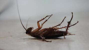 un cucaracha, rociado con insecticida, es muriendo en el piso. video