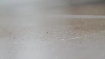 un cucaracha rociado con error asesino es paliza en el piso en sus final momentos video