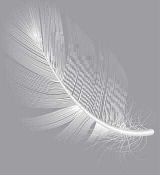 Realistic white feather gently floating against a soft gray background, creating a serene and delicate composition that evokes feelings of lightness, softness, and purity vector