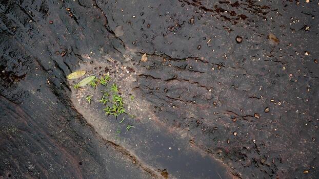 Above view of dark black and brown stone slabs. Different patterns create beauty. Wet surface with small moss creating beauty under water. For background and texture. photo