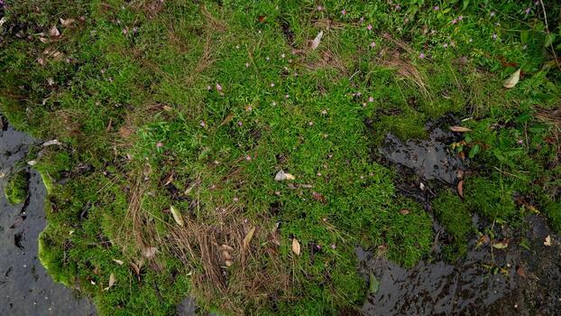 Green moss trees on stone slabs. After rain environment. All areas are wet with rain. Use as background and texture. photo