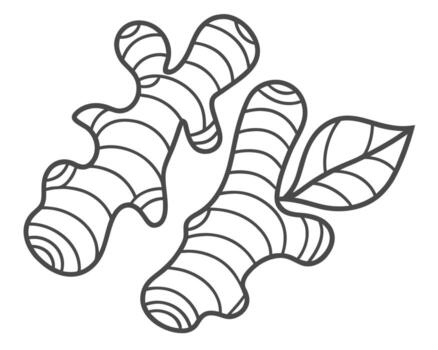 illustration of ginger root and a leaf in a simple outline design vector
