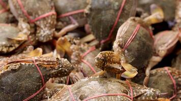 krabbor bunden med strängar i en marknadsföra miljö video