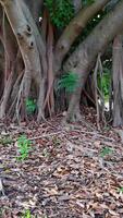 avvicinamento di banyan albero radici nel un' lussureggiante parco ambientazione, in mostra intricato radice strutture e vivace verdura video