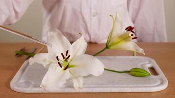 en forskare i en labb täcka undersöker en lilja blomma använder sig av en glas stång under kontrollerade belysning på en labb tabell video