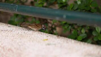 pardal empoleirado em parede, cercado de vegetação video