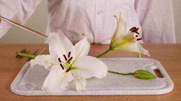 en forskare i en labb täcka undersöker en lilja blomma använder sig av en pipett på en bricka, highlighting botanisk studie video