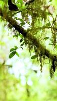 A serene view of a moss-covered branch in a vibrant forest, captured with soft lighting and gentle camera movement video