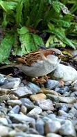 uma pardal pesquisas para Comida entre pedrinhas perto exuberante vegetação, capturado dentro natural iluminação com uma firme Câmera video