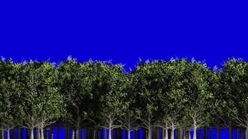 Looping Animation of Beech Trees Passing in the Midground with Blue Background video