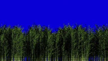 looping animering av bambu träd godkänd i de midground med blå bakgrund video