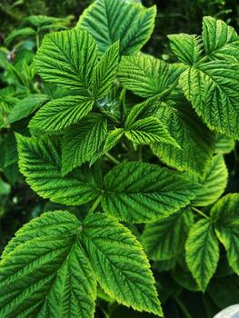 macro Disparo de frambuesa hojas con vena textura foto
